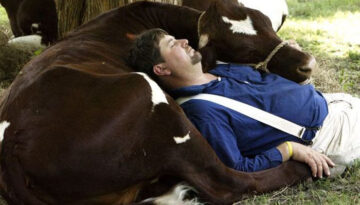 cow-nap