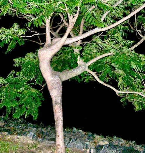dancing-tree