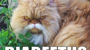 diabeetus-cat