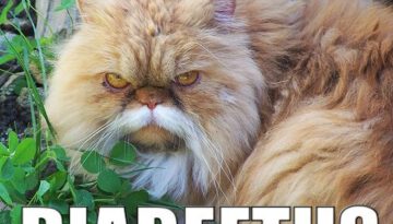 diabeetus-cat