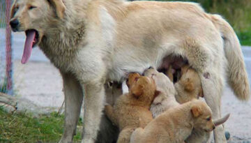 feeding-time