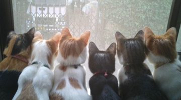 interested-cats