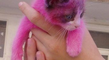 pink-kitten