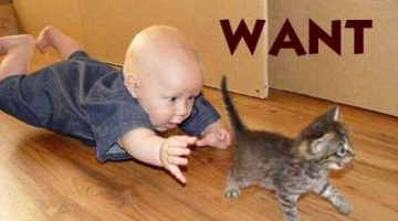 want-kitten