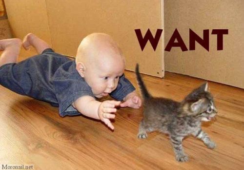 want-kitten