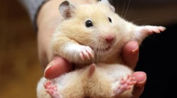 cute-hamster