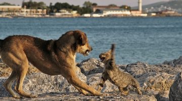 dog-cat-fight