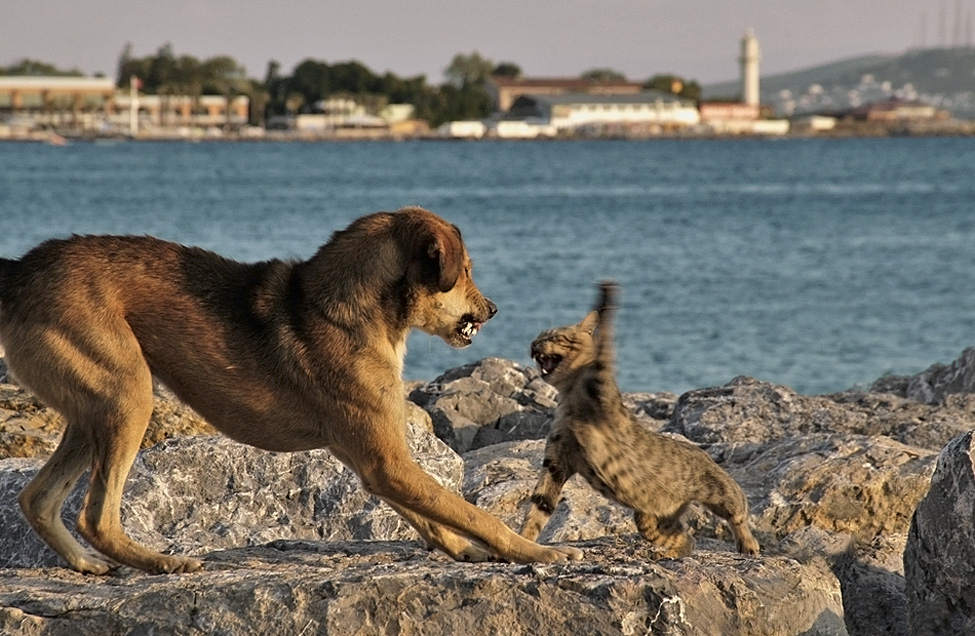 dog-cat-fight