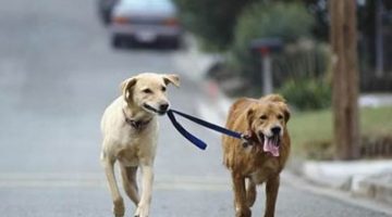 dog-walking-dog