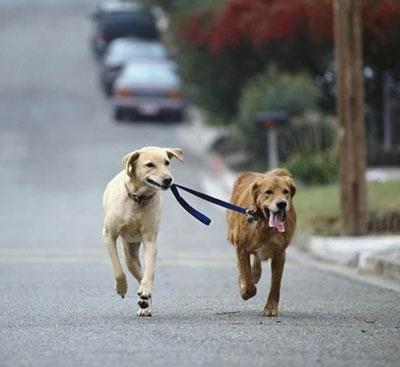 dog-walking-dog