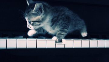 kitten-piano