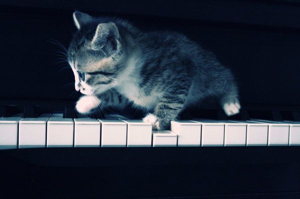 kitten-piano
