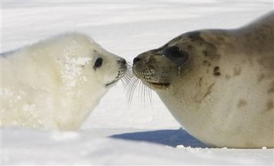 seals-kissing