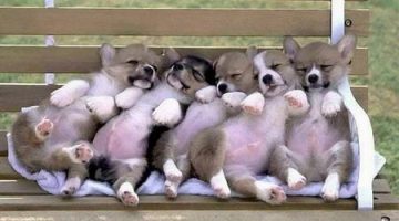 sleeping-puppies