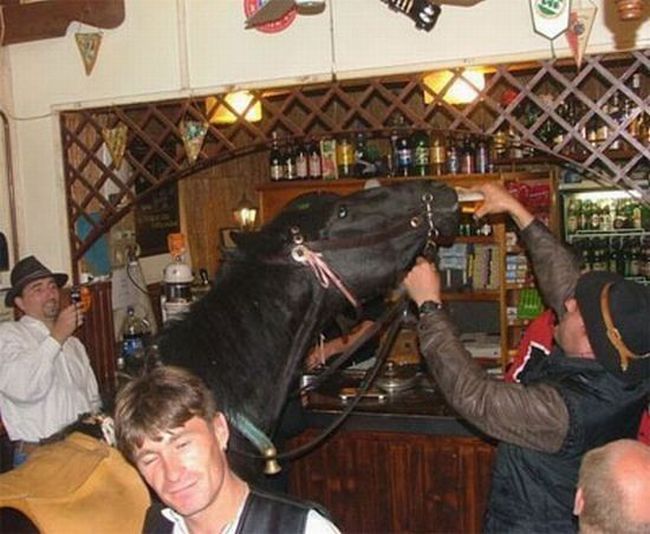 bar-horse