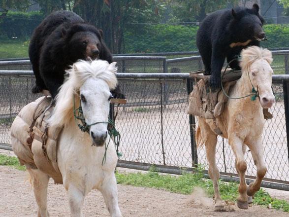 bear-horse-race