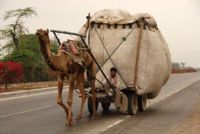 camel-cargo