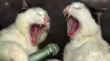 cat-karaoke
