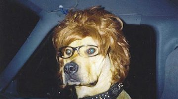 dogwearingstylishwigandglasses