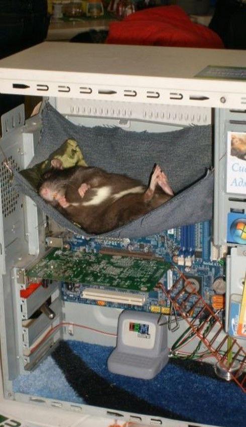 rat-computer-home