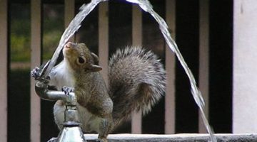 squirrel-drink