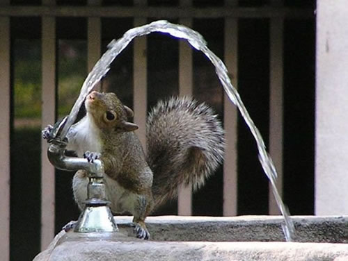 squirrel-drink