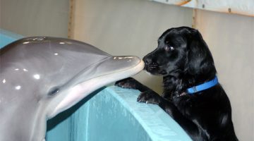 DolphinDog