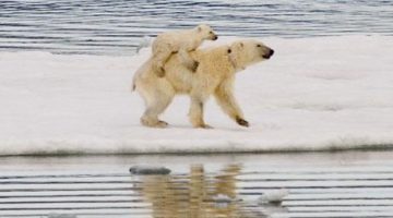 POlar-bear_1495219c