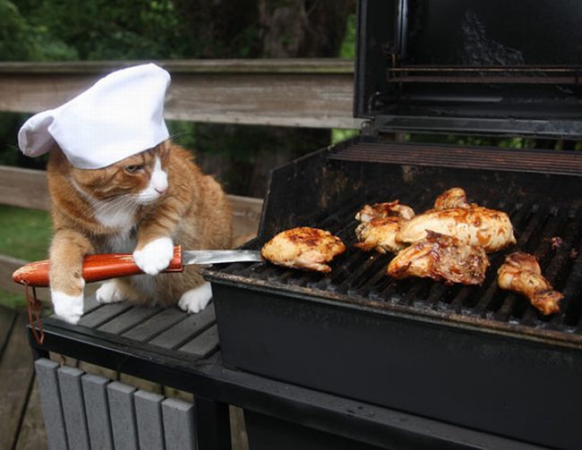 Image result for cat at a barbecue
