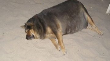 fat-dog