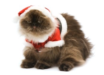 Santa_Cat-1