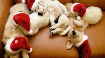 cute-christmas-puppies