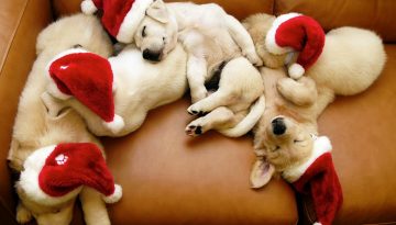 cute-christmas-puppies