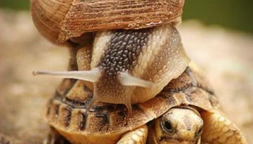 funny-pictures-snail-is-on-turtle