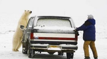 polar-bear-chasing-man