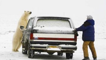 polar-bear-chasing-man