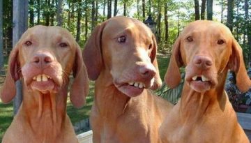 dogs_with_fake_teeth-4110