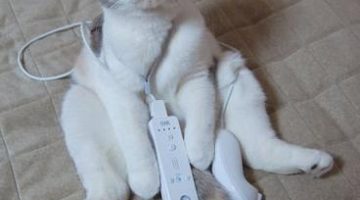 wii_cat-4028