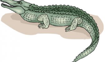 alligator