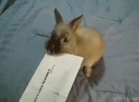 bunny-letter-opener