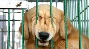 dog-bars