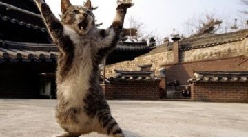 kung-fu-cat