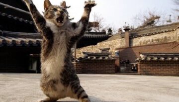 kung-fu-cat