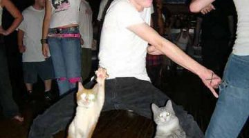 cat-dance