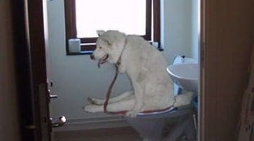 dog-toilet