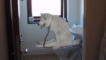 dog-toilet