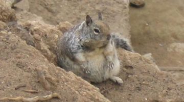 fat-squirrel