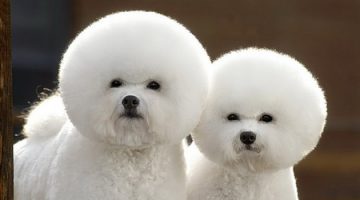 fro-poodles