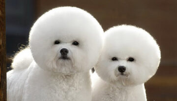 fro-poodles