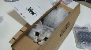 kitten-box